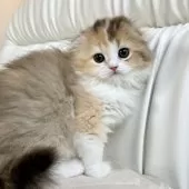 スコティッシュフォールド(折れ耳)【福岡県・女の子・2025年3月21日・キャリコ】の写真6