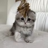 スコティッシュフォールド(折れ耳)【福岡県・女の子・2025年10月5日・ブルーゴールデン】の写真7
