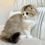 スコティッシュフォールド(折れ耳)【福岡県・女の子・2025年3月21日・キャリコ】の写真7