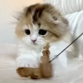 スコティッシュフォールド(折れ耳)【福岡県・女の子・2025年3月21日・キャリコ】の写真9