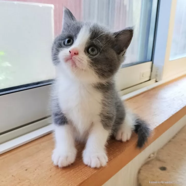 ID:2407-03157の子猫