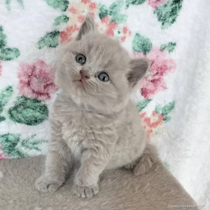 ID:2312-01769の子猫
