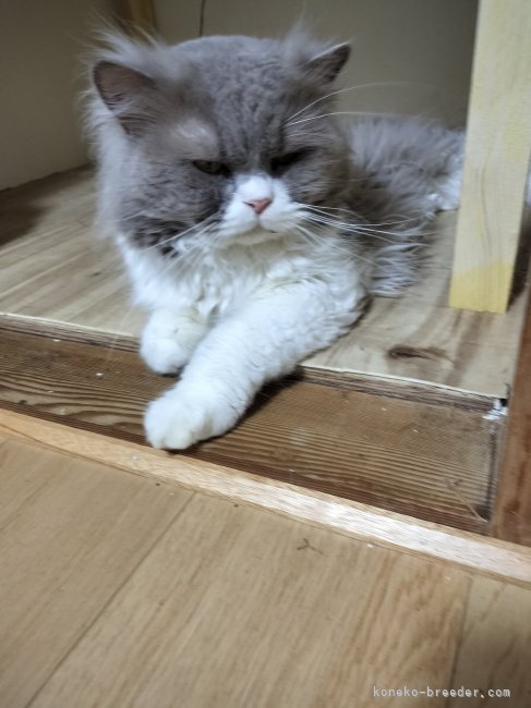 ブリティッシュショートヘア【・男の子・2018年7月26日・ライラック&amp;ホワイト】「大人気のまったり父ちゃん」