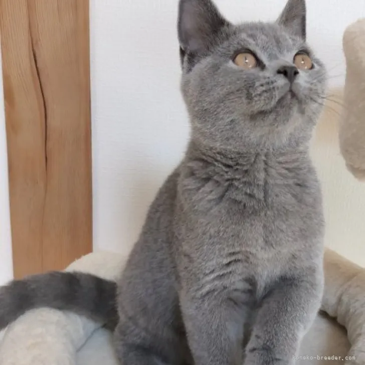 ID:2307-01750の子猫