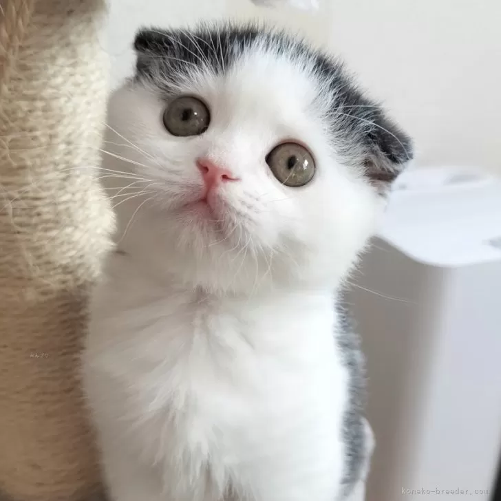 ID:2403-00813の子猫