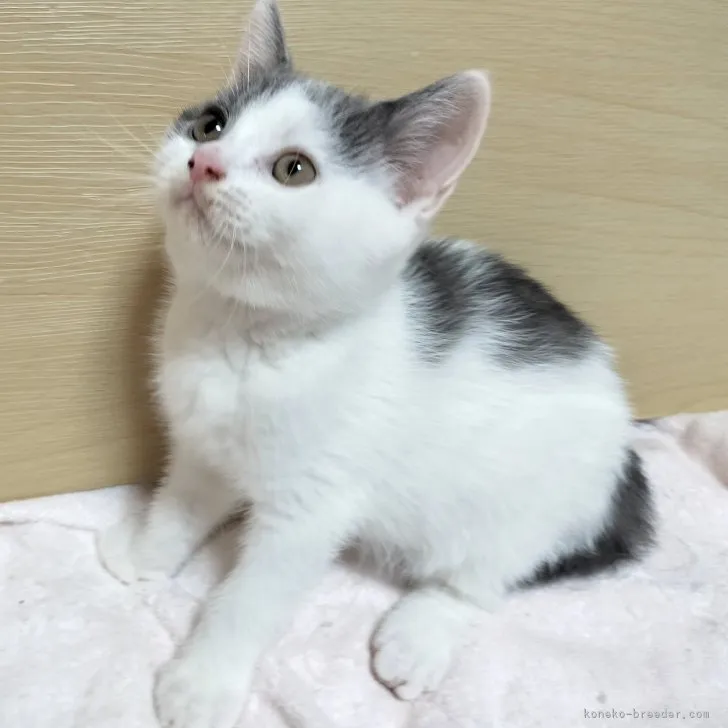 ID:2307-00097の子猫