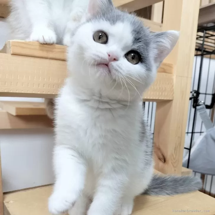 ID:2403-02280の子猫