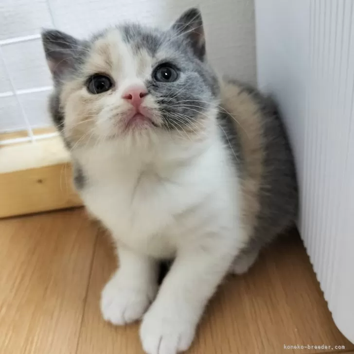 ID:2401-02428の子猫