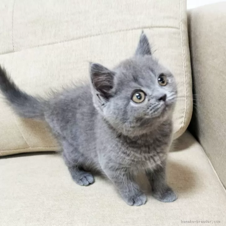 ID：2407-01061の子猫