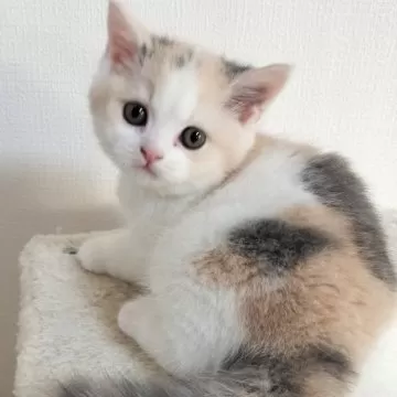 【新品未開封】ブリティッシュ ショートヘアー 専用フード 子猫用　3袋 ブリティッシュ ショートヘアー（子猫用 ドライ）【マイ
