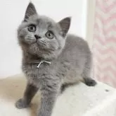 ブリティッシュショートヘア【三重県・男の子・2024年6月8日・ブルー】の写真1「丸顔の可愛い男の子です。」