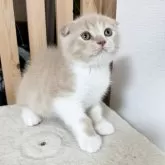 スコティッシュフォールド(折れ耳)【三重県・男の子・2024年6月3日・クリームタビー&ホワイト】の写真1