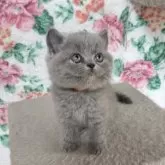 ブリティッシュショートヘア【三重県・女の子・2023年11月19日・ブルー】の写真1