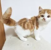 スコティッシュフォールド(立ち耳)【三重県・男の子・2024年5月12日・レッドタビー&ホワイト】の写真2