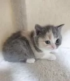 ブリティッシュショートヘア【三重県・女の子・2023年12月26日・ダイリュート キャリコ】の写真2