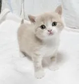 ブリティッシュショートヘア【三重県・男の子・2023年10月30日・クリーム&ホワイト】の写真2