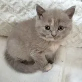 ブリティッシュショートヘア【三重県・女の子・2023年10月30日・ライラックトーティー】の写真2