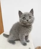ブリティッシュショートヘア【三重県・男の子・2024年6月8日・ブルー】の写真3
