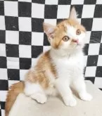 スコティッシュフォールド(立ち耳)【三重県・男の子・2024年5月12日・レッドタビー&ホワイト】の写真4