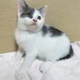 ブリティッシュショートヘア【三重県・男の子・2023年5月18日・ブルー&ホワイト】の写真5