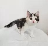 スコティッシュフォールド(立ち耳)【三重県・女の子・2025年2月6日・シルバーパッチドタビー&ホワイト】の写真9