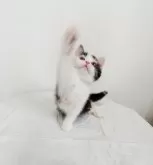 スコティッシュフォールド(立ち耳)【三重県・女の子・2025年2月6日・シルバーパッチドタビー&ホワイト】の写真10