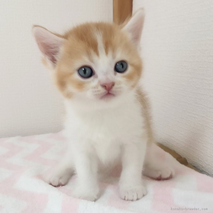 ブリーダー画像