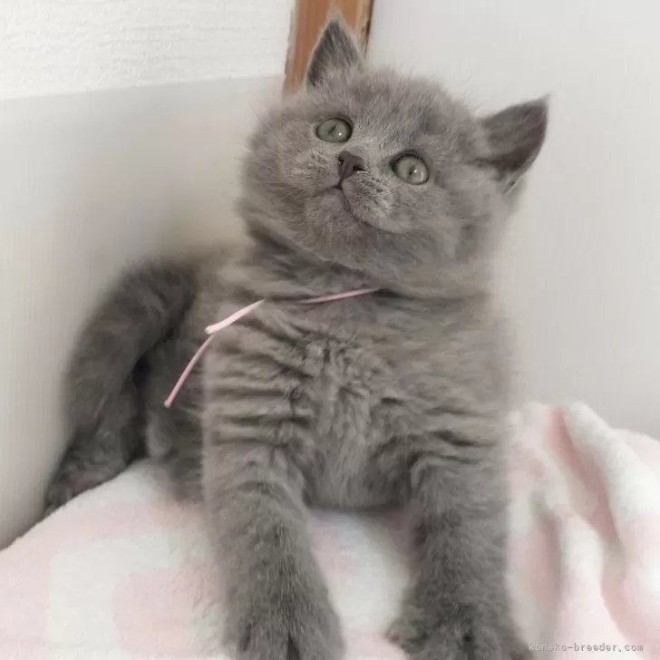 ID:2504-01308の子猫