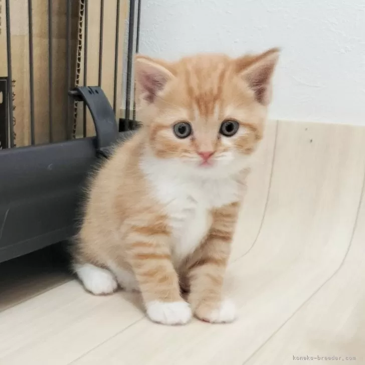 ID：2503-00770の子猫