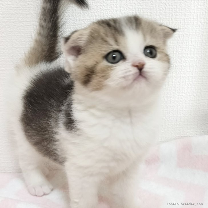 ブリーダー画像