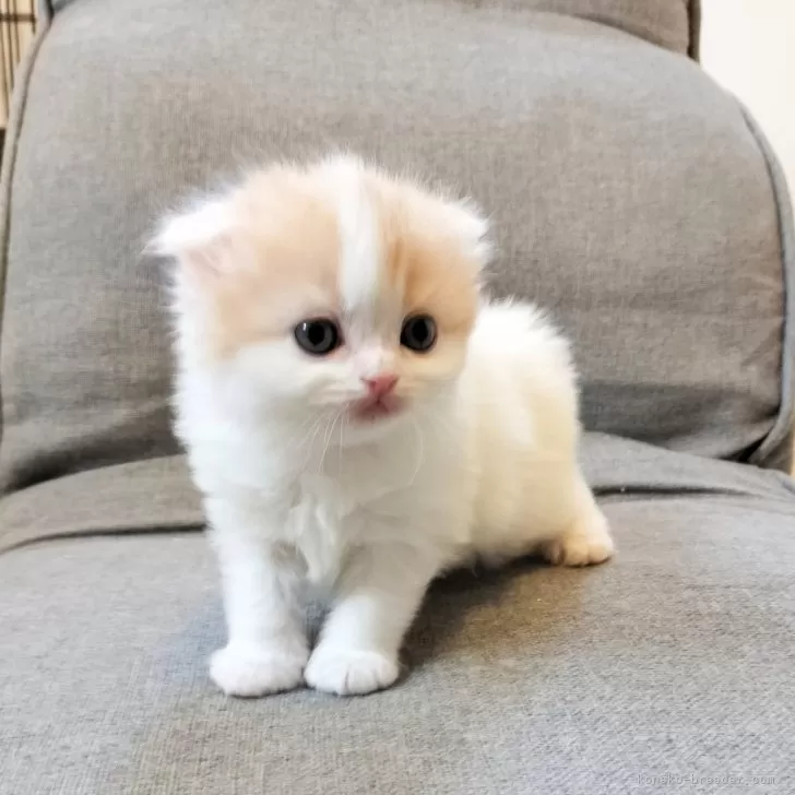ID：2503-00738の子猫