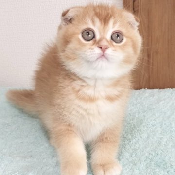 スコティッシュフォールド(折れ耳)【三重県・男の子・2025年4月19日・レッド&ホワイト（ショート）】の写真「夏のお迎えフェアー実施中！特別価格にて掲載してます」