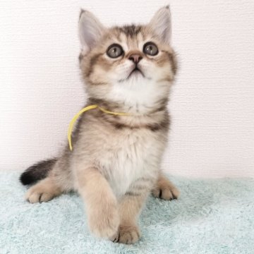 ブリティッシュショートヘア【三重県・男の子・2025年4月22日・ブラウンパッチドタビー（ショート）】の写真「夏のお迎えフェアー実施中！特別価格にて掲載してます」