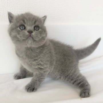 ブリティッシュショートヘア【三重県・男の子・2025年10月3日・ブルー（ショート）】の写真「歴代NO1の超まるまるB型男子。長男😊」