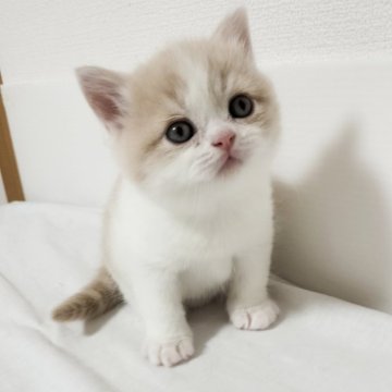 ブリティッシュショートヘア【三重県・男の子・2025年10月3日・クリーム&ホワイト（ショート）】の写真「クリーム多めのハチワレまるまるB型男子。次男😊」