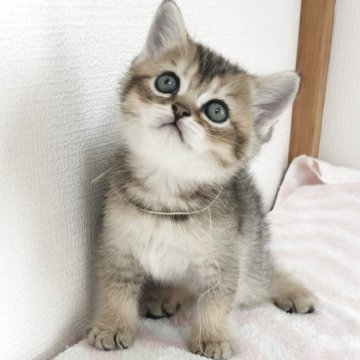 ブリティッシュショートヘア【三重県・男の子・2025年4月22日・ブラウンパッチドタビー（ショート）】の写真「コロコロ丸い丸顔君です😊」
