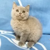 ブリティッシュショートヘア