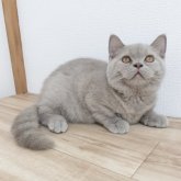 ブリティッシュショートヘア