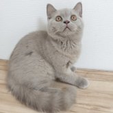 ブリティッシュショートヘア