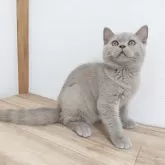 ブリティッシュショートヘア