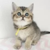ブリティッシュショートヘア