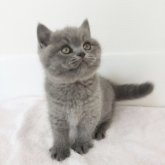 ブリティッシュショートヘア