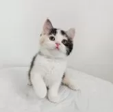 スコティッシュフォールド(立ち耳)【三重県・女の子・2025年2月6日・シルバーパッチドタビー&ホワイト】の写真1