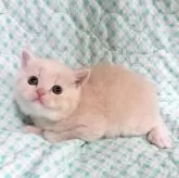 マンチカン(長足)