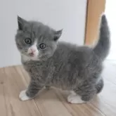 ブリティッシュショートヘア