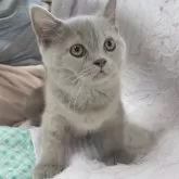 ブリティッシュショートヘア
