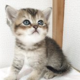 ブリティッシュショートヘア