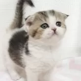 スコティッシュフォールド(折れ耳)