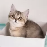 ブリティッシュショートヘア