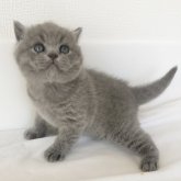 ブリティッシュショートヘア